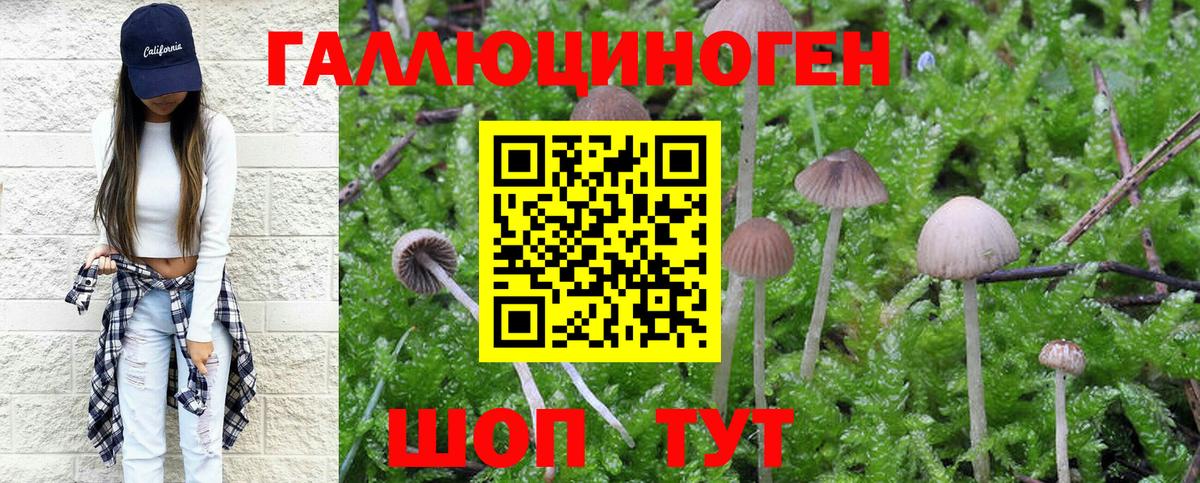 Псилоцибиновые грибы Psilocybe Аксай